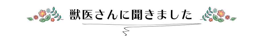 獣医さんに聞きました