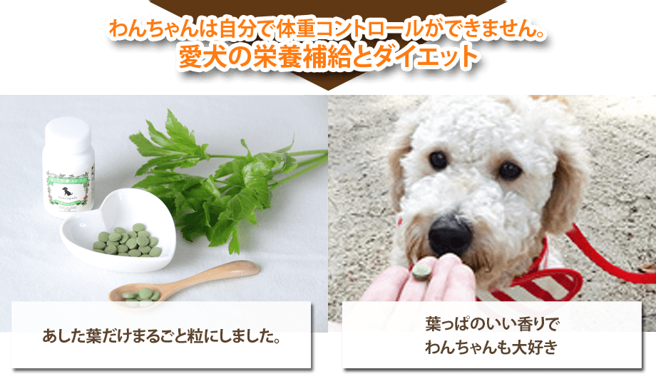 愛犬の関節ケアゼリーで手軽に始めませんか？