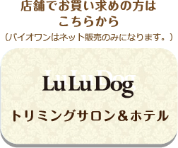 LuLu Dog