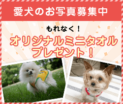 愛犬のお写真募集中