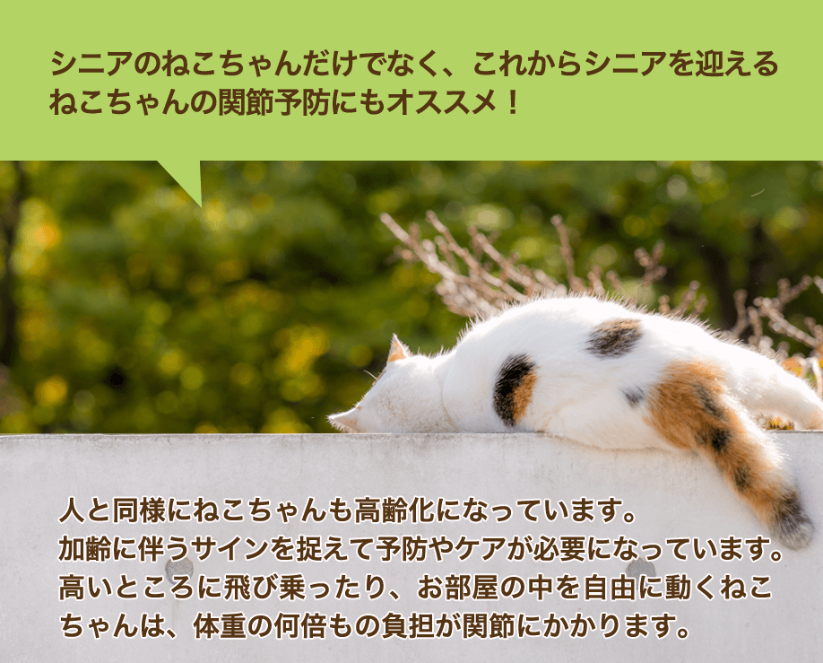 ねこちゃん高齢化