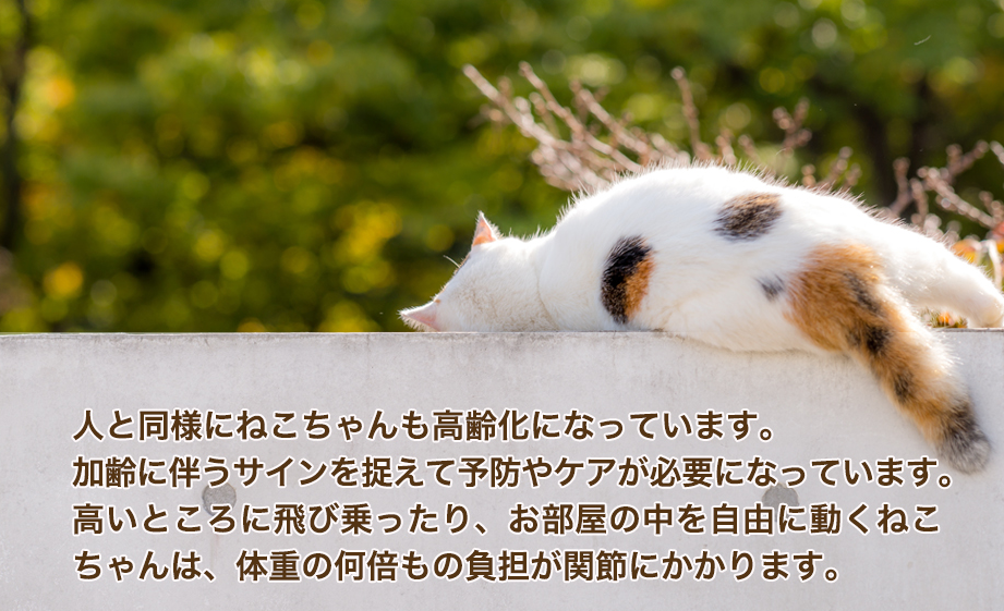 ねこちゃん高齢化