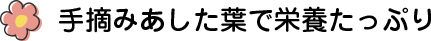 手摘みあした葉で栄養たっぷり