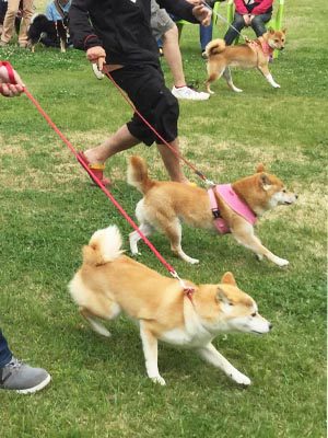 柴犬と納豆選手権