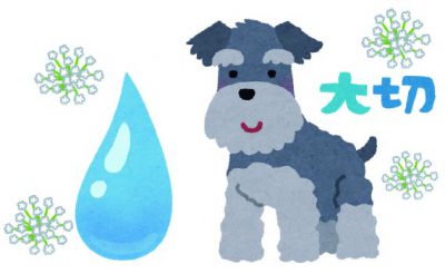 愛犬と水