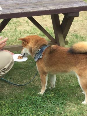 柴犬と納豆